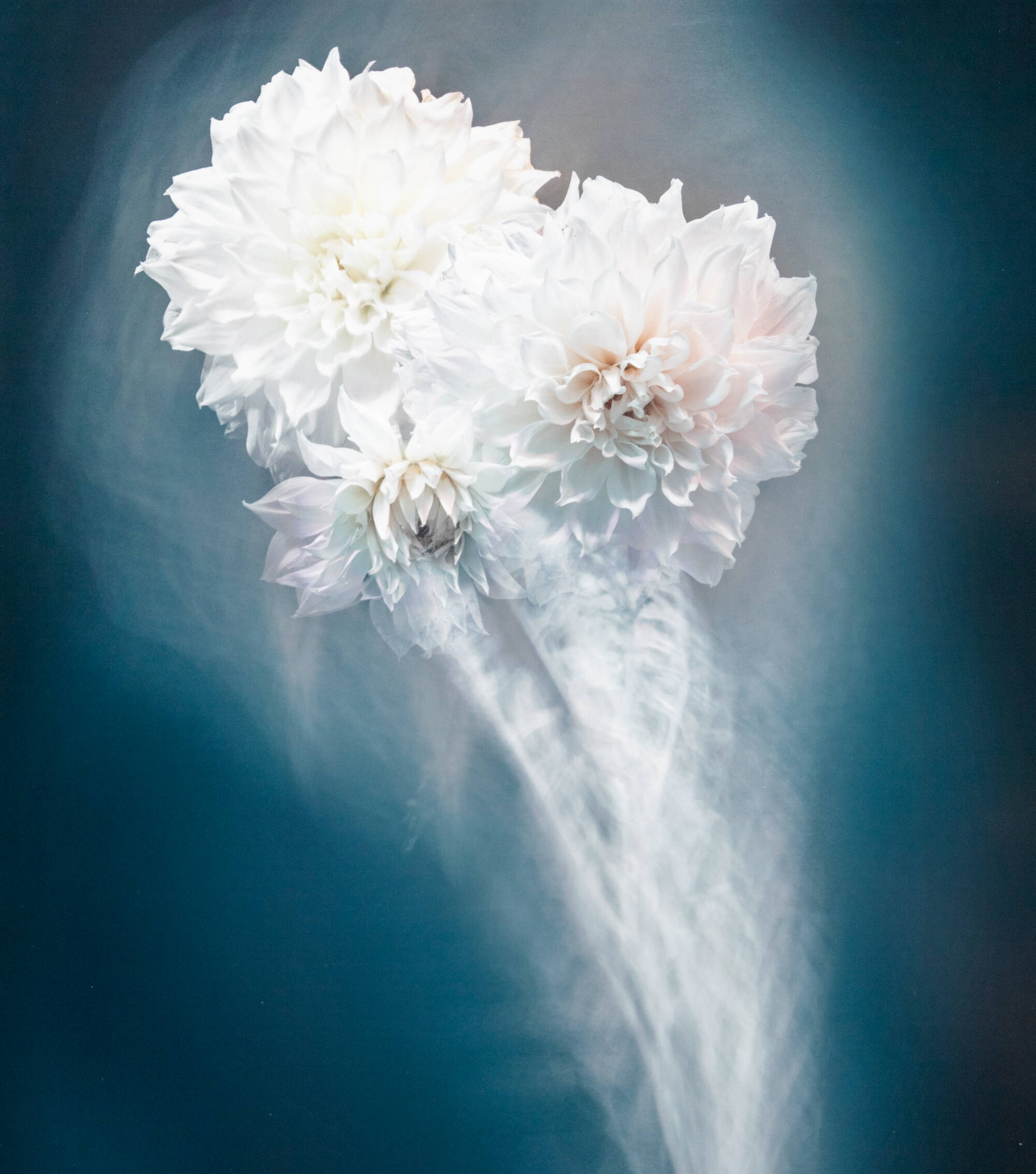 Color photograph of a bundle of white flowers.
